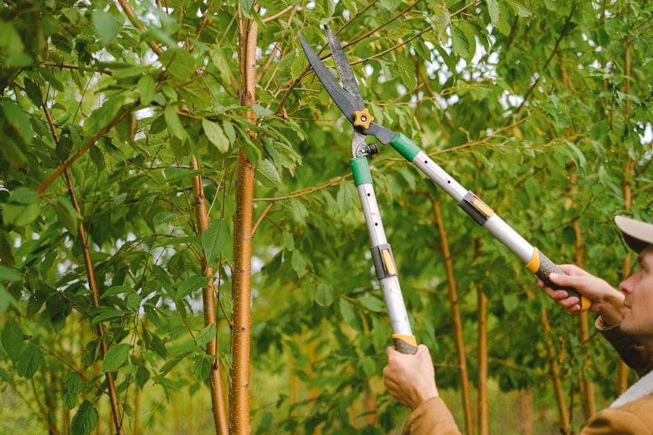 Your Guide to Professional Tree Pruning in Dracut